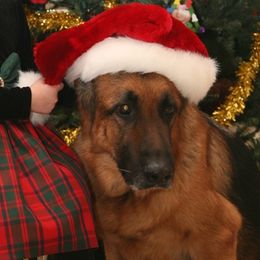 German Shepherds from Kennel Von Arizona