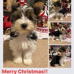 Biewer Terrier Puppies from Southern Star Biewers