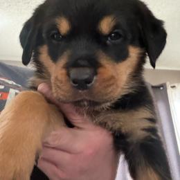 Orange girl - Black and mahogany female Rottweiler puppy in Colorado Springs, Colorado from Von Locher Rotties