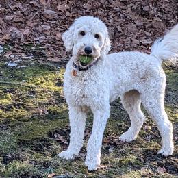 Goldendoodles from Sunny Doodle Pups