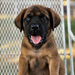 Sloane - Apricot female Mastiff puppy in Wewoka, Oklahoma from P Diamond Mastiffs