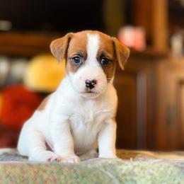 AKC Broken Coat 1750 - White and tan male Russell Terrier puppy in Denton County, Texas from T/K Jack Russell Terriers & Dryline Dachshunds