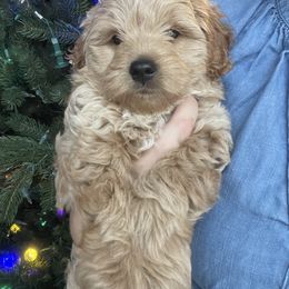 Rolly - Cream male Goldendoodle puppy in Maineville, Ohio from Danielle's Doodles