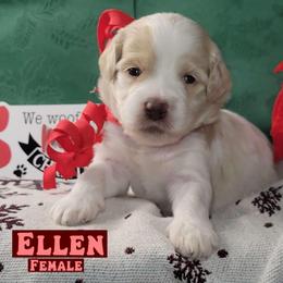 Ellen - Parti female Assorted Doodle Crosses puppy in Beecher, Illinois from Erica’s Doodles