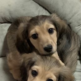 Dachshund Puppies from Gooddach’s Dachshunds