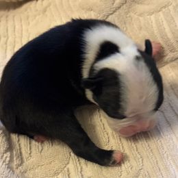Boy 2 - Black and white male Boston Terrier puppy in Mc Donough, Georgia from Ballard Boston Terriers