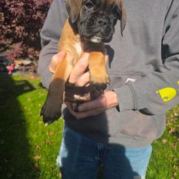 Emma - Fawn female Boxer puppy in Thompson, Pennsylvania from Moonlitboxers