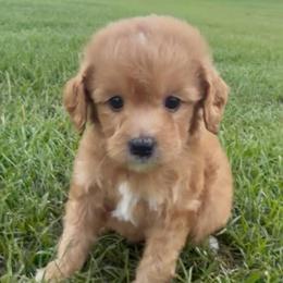 Boy 2 - Red  male Goldendoodle puppy in Meridian, Mississippi from Magnolia Poodles and Doodles