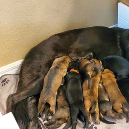 German Shepherd Puppies from Blue Line Shepherds