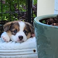 Pembroke Welsh Corgi Puppies from Surfside Corgis South Carolina