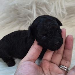 Poodle puppies from Fabi Poodle
