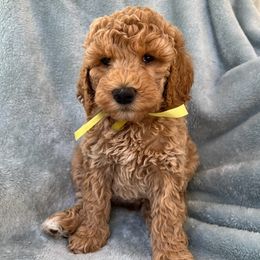 Australian Labradoodle, Bernedoodle, Double Doodle, Goldendoodle, and Poodle Puppies from Karlas Pet Rendezvous