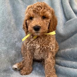 Australian Labradoodle, Bernedoodle, Double Doodle, Goldendoodle, and Poodle Puppies from Karlas Pet Rendezvous