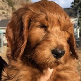 Prince - Goldendoodle puppy from Coppers Mountain Goldendoodles