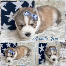 Siberian Husky Puppies from Freedom Run Acres