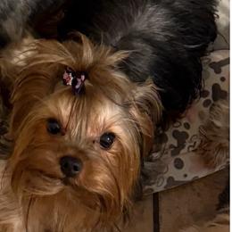 Delilah - Yorkshire Terrier