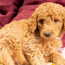 Waffle - Red  Goldendoodle puppy in Des Plaines, Illinois from SnoogleDoodles