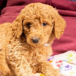 Waffle - Red  Goldendoodle puppy in Des Plaines, Illinois from SnoogleDoodles