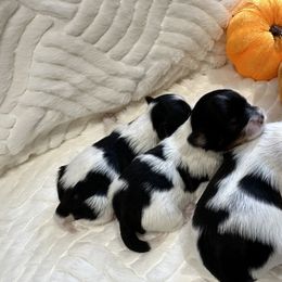 Biewer Terrier Puppies from Lozado’s Biewers