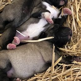 Anatolian Shepherd Dog puppies from Wanyama Ranch Anatolians