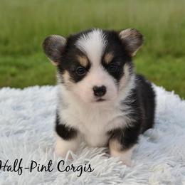 Pembroke Welsh Corgi Puppies from Half-Pint Corgis