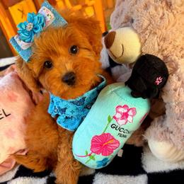 GIANNA - Apricot female Maltipoo puppy in Sugar Land, Texas from Celebrity Maltipoos