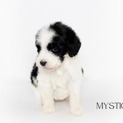 Mystique - Parti Double Doodle puppy in Houston, Texas from Texas Castle Doodles