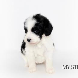 Mystique - Parti Double Doodle puppy in Houston, Texas from Texas Castle Doodles
