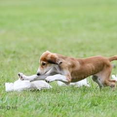 Saluki and Whippet Puppies from Aeolus Salukis & Whippets