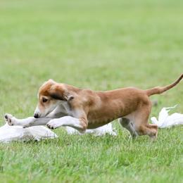 Saluki and Whippet Puppies from Aeolus Salukis & Whippets