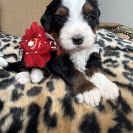Mr.Peaches - Tri-color male Bernedoodle puppy in Curtice, Ohio from The Pink Doghouse