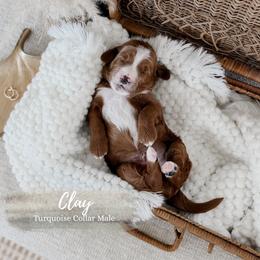 Clay - Red  male Goldendoodle puppy in Roanoke Rapids, North Carolina from Sweeter than Honey Doodles
