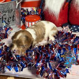 Opal - Merle female Cockapoo puppy in Holden, Missouri from Rouffman Doodles