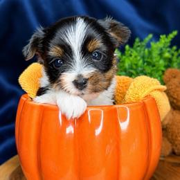 Wednesday - Parti female Yorkshire Terrier puppy in Jacksonville, Florida from Yorktown Yorkies