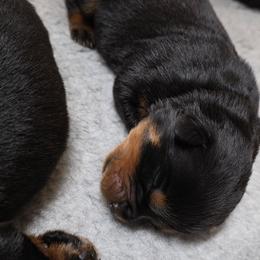 Girl 4 - Black and tan female Rottweiler puppy in Stanton, Kentucky from Vom Hause Alistair