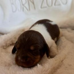 Charlie - Piebald male Dachshund puppy in Wallingford, Kentucky from Hensley Homestead Dachshunds