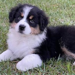 Australian Shepherds from Esprit De Corps Aussies