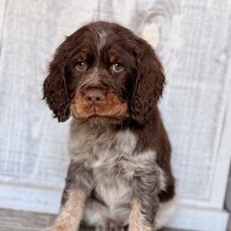 English Springer Spaniel Puppies from Willow Creek Farms