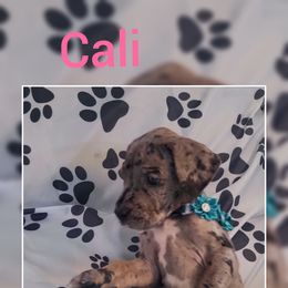 Girl 7 - Great Dane puppy in Gonzales, Louisiana from Anstatt House Of Danes
