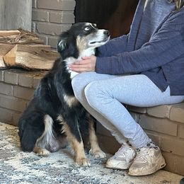 Winnie - Australian Shepherd