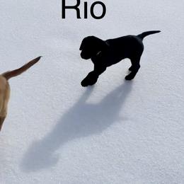 Rio - Black male Labrador Retriever puppy in Mineral, Virginia from Canine Assist
