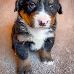 Bernedoodle, Bernese Mountain Dog, and Siberian Husky Puppies from Timberline Paws