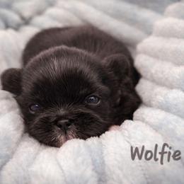 Wolfie - Black male Shih Tzu puppy in Richmond, Texas from Aleka Shih Tzu
