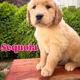 Golden Retriever Puppies from Everlong Equine and Canine