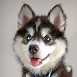 Siberian Huskies from Peterson Puppies
