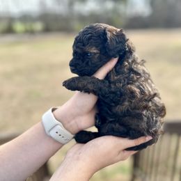 Aussiedoodle, Miniature Australian Shepherd, Poodle, and Toy Australian Shepherd Puppies from Sandy Creek Kennels