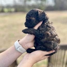 Aussiedoodle, Miniature Australian Shepherd, Poodle, and Toy Australian Shepherd Puppies from Sandy Creek Kennels