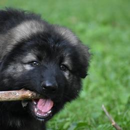 Boy 4 - Gray sable male Shiloh Shepherd puppy in Indianapolis, Indiana from Echo Shilohs