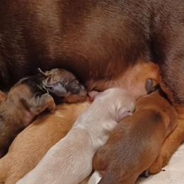 Beth (Light Red) - Red female Dachshund puppy in Frankfort, Kentucky from Gigi's Dachshunds