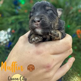 Muffin (purple) - Black tri-color female Australian Shepherd puppy in Falmouth, Kentucky from Queen City Farm